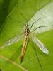 Nephrotoma flavescens